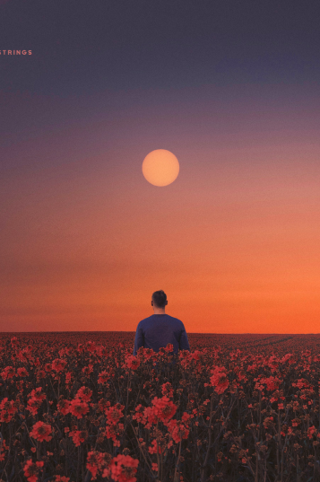 Picture of a man in a field of sunflowers in a sunset